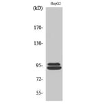 Western Blot - Anti-MASTL Antibody (C11491) - Antibodies.com