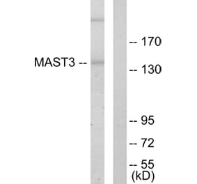 Western Blot - Anti-MAST3 Antibody (C10132) - Antibodies.com
