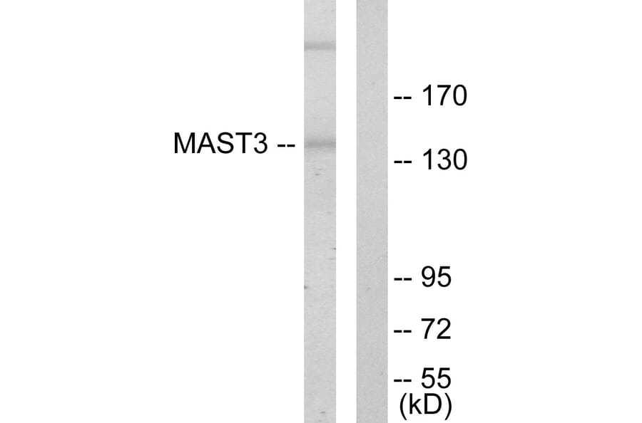 Western Blot - Anti-MAST3 Antibody (C10132) - Antibodies.com