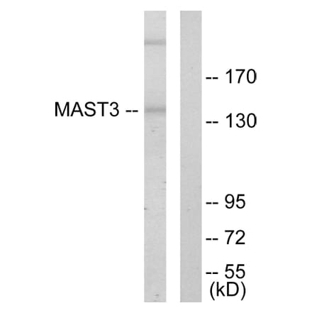 Western Blot - Anti-MAST3 Antibody (C10132) - Antibodies.com