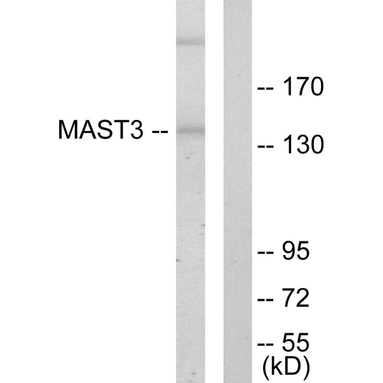 Western Blot - Anti-MAST3 Antibody (C10132) - Antibodies.com