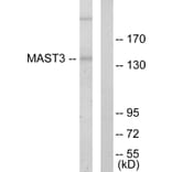 Western Blot - Anti-MAST3 Antibody (C10132) - Antibodies.com