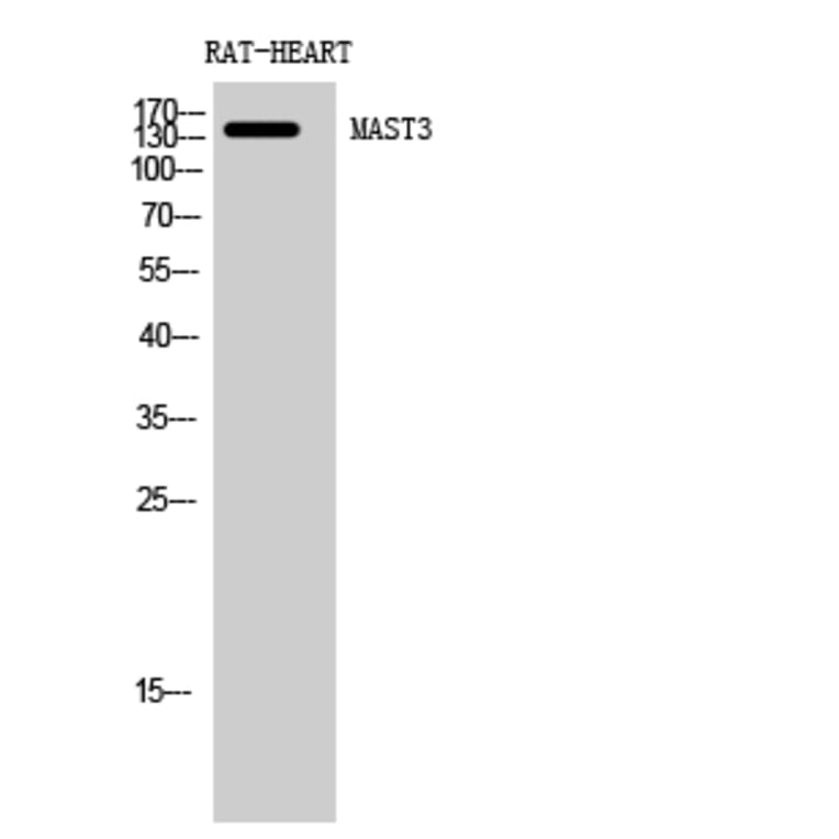 Western Blot - Anti-MAST3 Antibody (C10132) - Antibodies.com