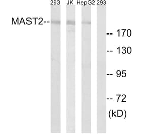 Western Blot - Anti-MAST2 Antibody (C11224) - Antibodies.com