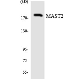 Western Blot - Anti-MAST2 Antibody (R12-3000) - Antibodies.com