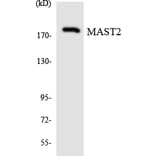 Western Blot - Anti-MAST2 Antibody (R12-3000) - Antibodies.com