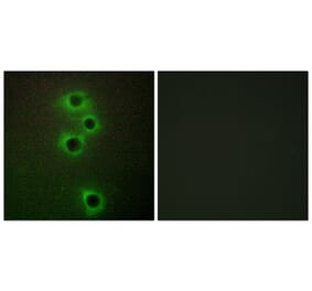 Immunofluorescence - Anti-MARK4 Antibody (C11511) - Antibodies.com