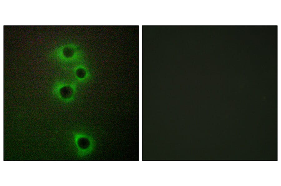 Immunofluorescence - Anti-MARK4 Antibody (C11511) - Antibodies.com