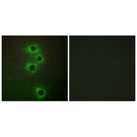 Immunofluorescence - Anti-MARK4 Antibody (C11511) - Antibodies.com