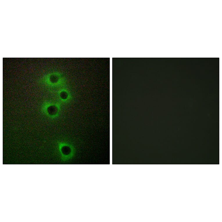 Immunofluorescence - Anti-MARK4 Antibody (C11511) - Antibodies.com