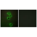 Immunofluorescence - Anti-MARK4 Antibody (C11511) - Antibodies.com
