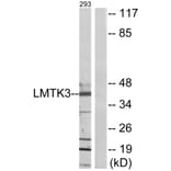 Western Blot - Anti-LMTK3 Antibody (C11528) - Antibodies.com