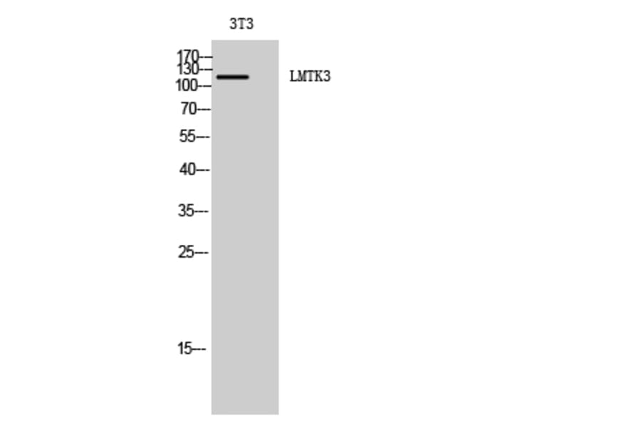 Western Blot - Anti-LMTK3 Antibody (C11528) - Antibodies.com