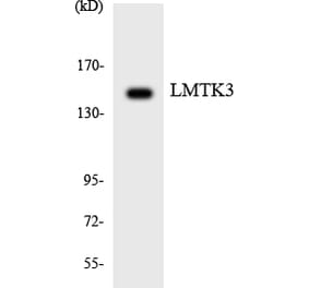 Western Blot - Anti-LMTK3 Antibody (R12-2974) - Antibodies.com