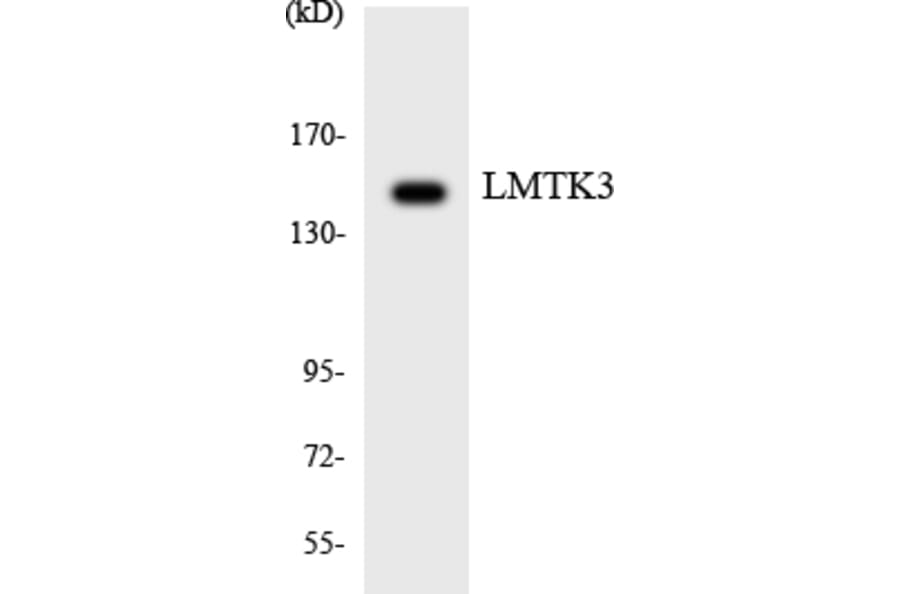 Western Blot - Anti-LMTK3 Antibody (R12-2974) - Antibodies.com