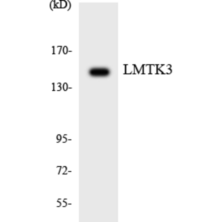 Western Blot - Anti-LMTK3 Antibody (R12-2974) - Antibodies.com