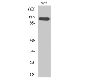 Western Blot - Anti-LIPB1 Antibody (C20615) - Antibodies.com