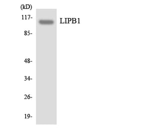 Western Blot - Anti-LIPB1 Antibody (R12-2969) - Antibodies.com