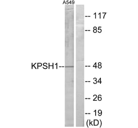 Western Blot - Anti-KPSH1 Antibody (C10346) - Antibodies.com