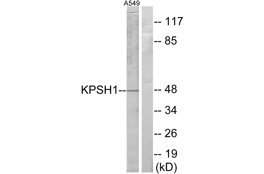 Western Blot - Anti-KPSH1 Antibody (C10346) - Antibodies.com