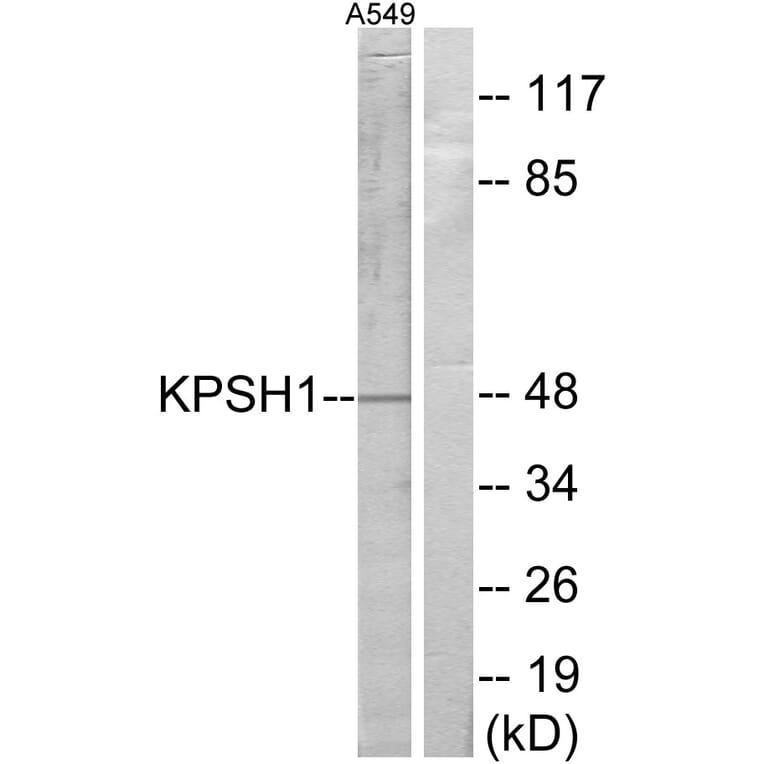 Western Blot - Anti-KPSH1 Antibody (C10346) - Antibodies.com