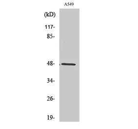Western Blot - Anti-KPSH1 Antibody (C10346) - Antibodies.com