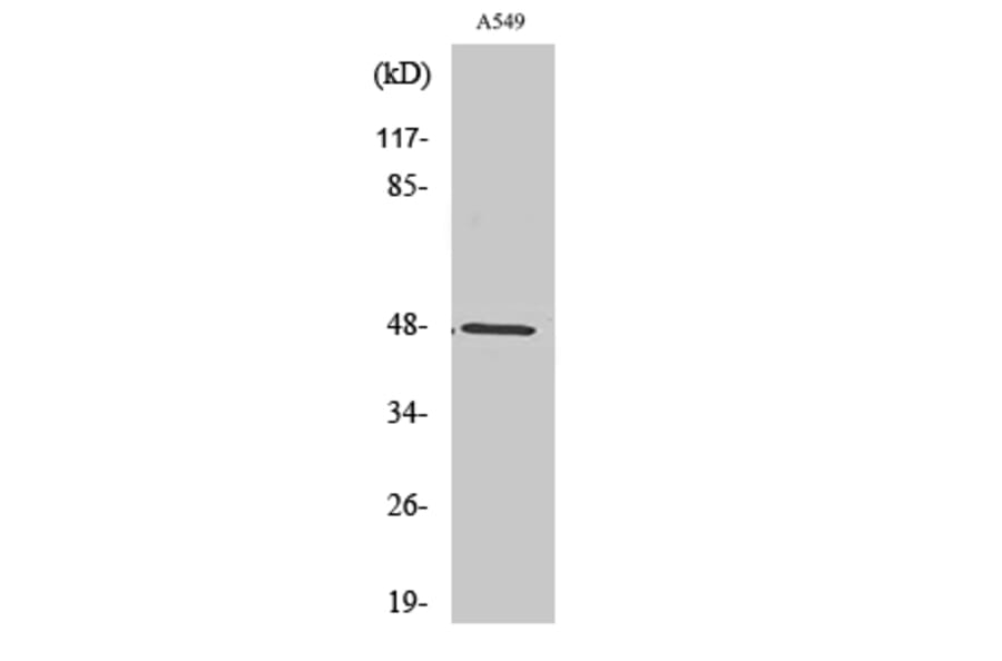 Western Blot - Anti-KPSH1 Antibody (C10346) - Antibodies.com