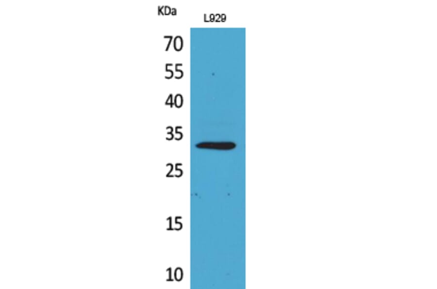 Western Blot - Anti-KLF13 Antibody (D12139N) - Antibodies.com