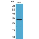 Western Blot - Anti-KLF13 Antibody (D12139N) - Antibodies.com