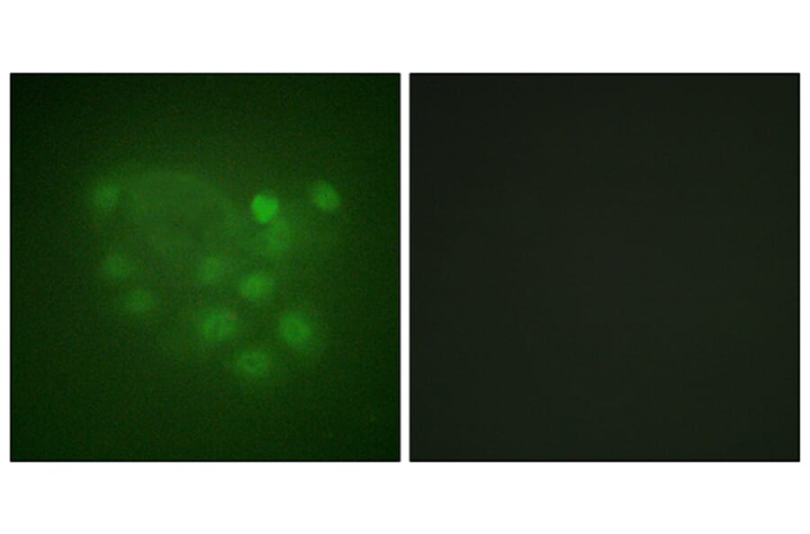 Immunofluorescence - Anti-KIF2C Antibody (B1214) - Antibodies.com