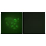Immunofluorescence - Anti-KIF2C Antibody (B1214) - Antibodies.com