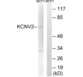 Western Blot - Anti-KCNV2 Antibody (C17829) - Antibodies.com