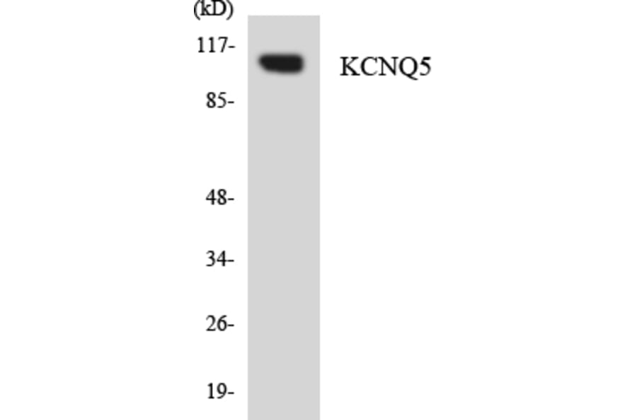 Western Blot - Anti-KCNQ5 Antibody (R12-2949) - Antibodies.com