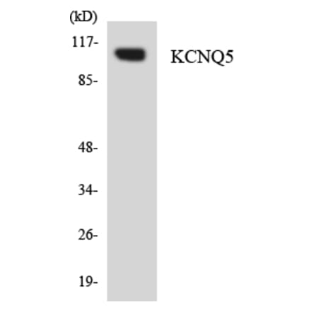 Western Blot - Anti-KCNQ5 Antibody (R12-2949) - Antibodies.com
