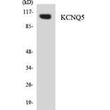 Western Blot - Anti-KCNQ5 Antibody (R12-2949) - Antibodies.com