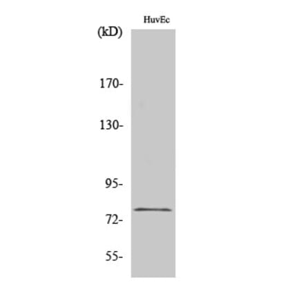 Western Blot - Anti-KCNQ4 Antibody (C17824) - Antibodies.com