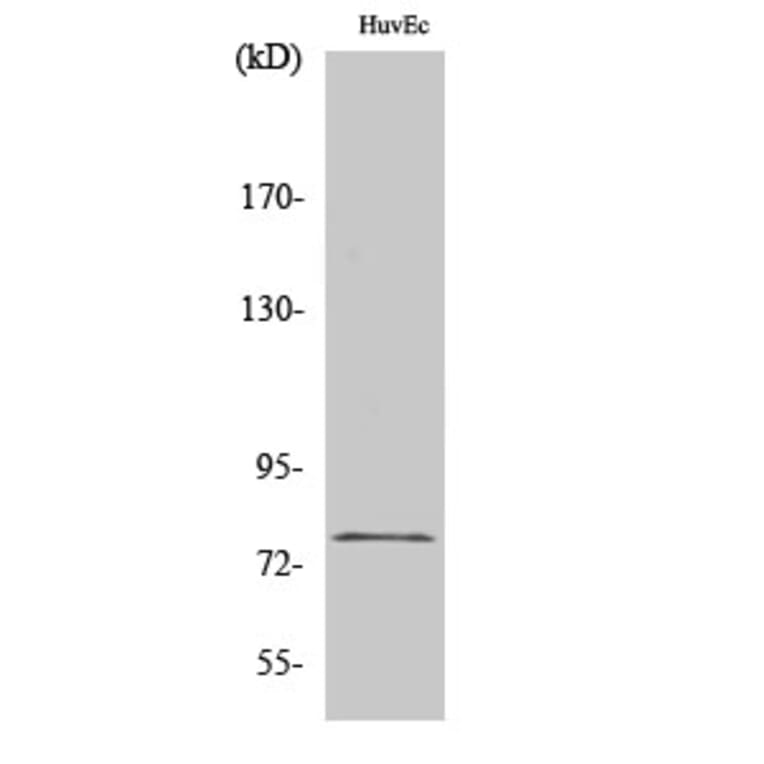 Western Blot - Anti-KCNQ4 Antibody (C17824) - Antibodies.com