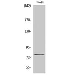 Western Blot - Anti-KCNQ4 Antibody (C17824) - Antibodies.com