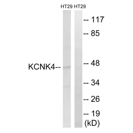 Western Blot - Anti-KCNK4 Antibody (C17783) - Antibodies.com