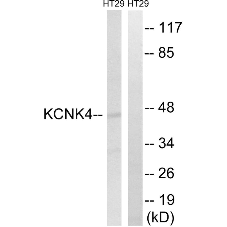 Western Blot - Anti-KCNK4 Antibody (C17783) - Antibodies.com