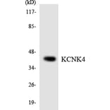 Western Blot - Anti-KCNK4 Antibody (R12-2947) - Antibodies.com