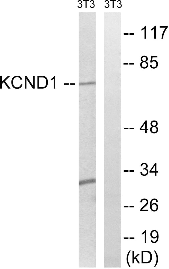 Western blot analysis of lysates from NIH/3T3 cells using Anti-KCND1 Antibody. The right hand lane represents a negative control, where the antibody is blocked by the immunising peptide.