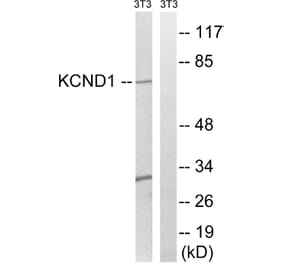 Western Blot - Anti-KCND1 Antibody (C17800) - Antibodies.com
