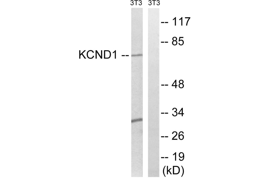 Western Blot - Anti-KCND1 Antibody (C17800) - Antibodies.com