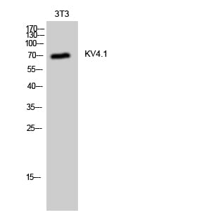 Western blot analysis of 3T3 cells using Anti-KCND1 Antibody.