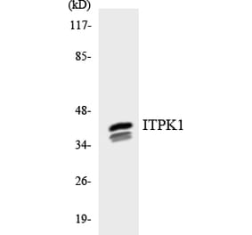 Western Blot - Anti-ITPK1 Antibody (R12-2937) - Antibodies.com