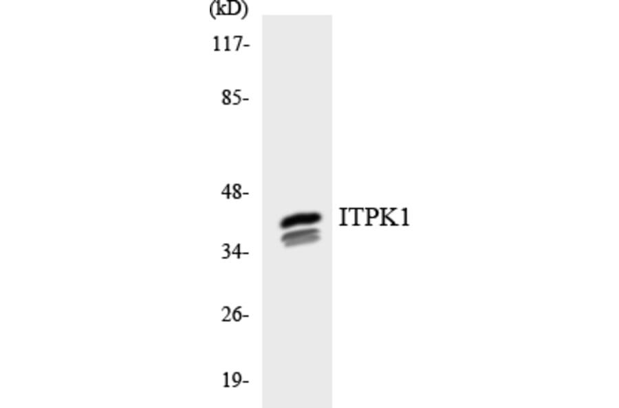 Western Blot - Anti-ITPK1 Antibody (R12-2937) - Antibodies.com
