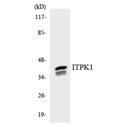 Western Blot - Anti-ITPK1 Antibody (R12-2937) - Antibodies.com