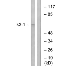 Western Blot - Anti-Ik3-1 Antibody (C12084) - Antibodies.com