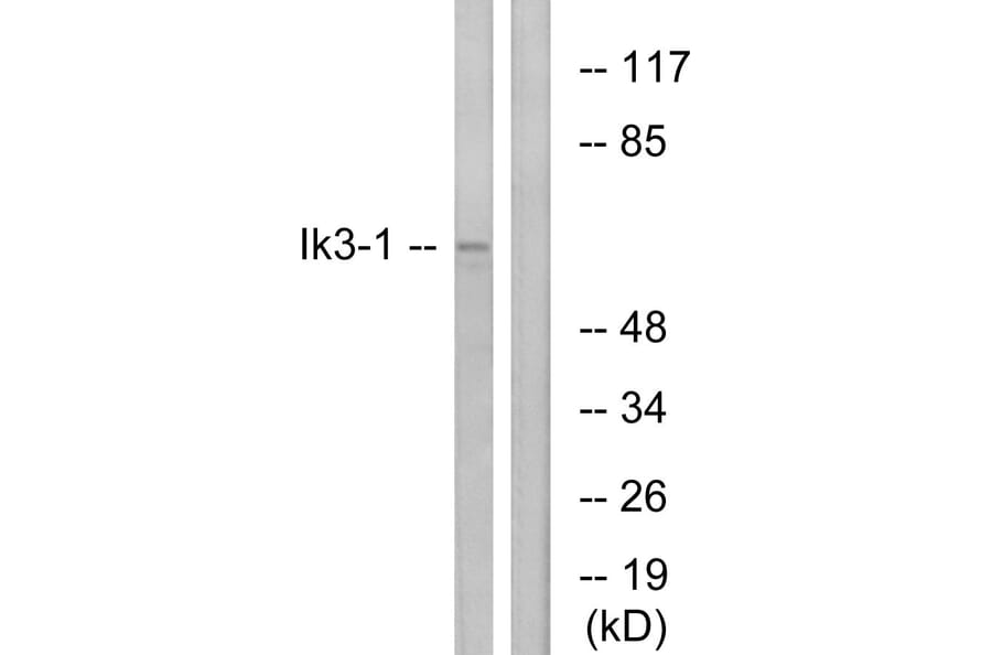 Western Blot - Anti-Ik3-1 Antibody (C12084) - Antibodies.com